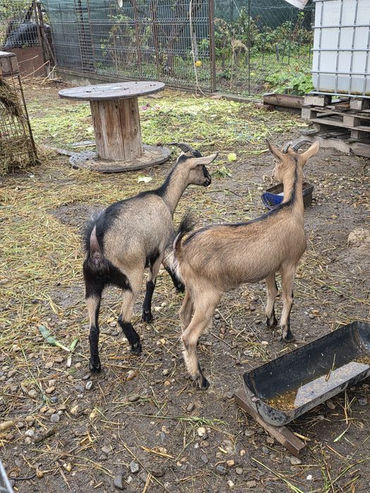 Iede alpina franceza