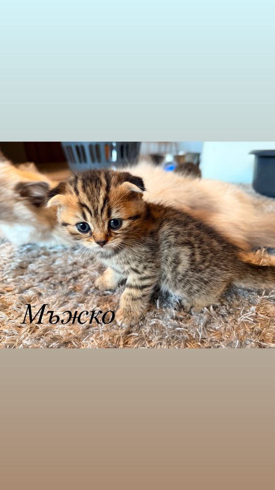 Британски котета-смеска