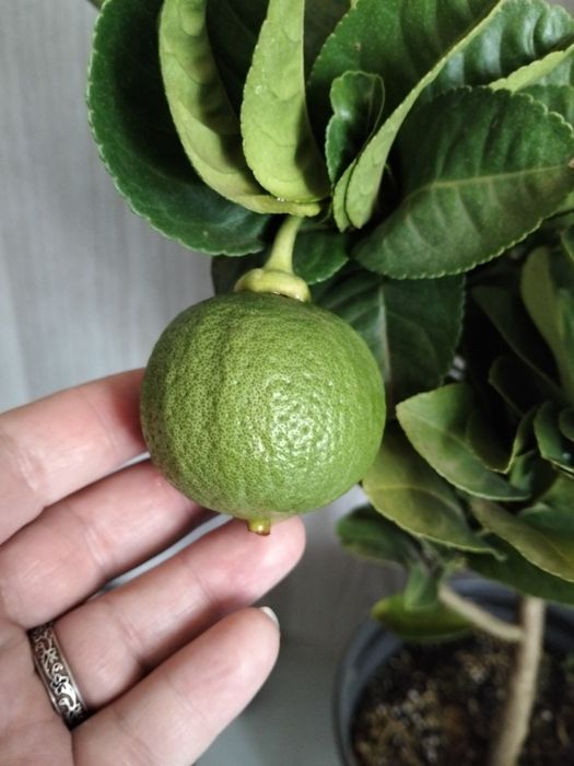 Продам лимонное дерево