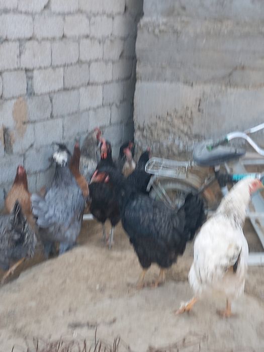 Хуроз ва товуклар сотилади.