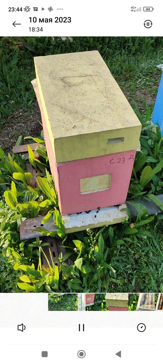 Пчелопакеты пчёл на высодку
01 мая 2023 г.
Продам пчел на высодку поро
