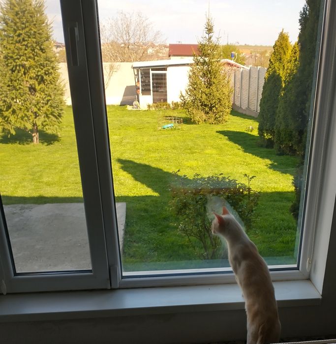 Îngrijire( cazare) pisicuțe și animăluțe de talie mică