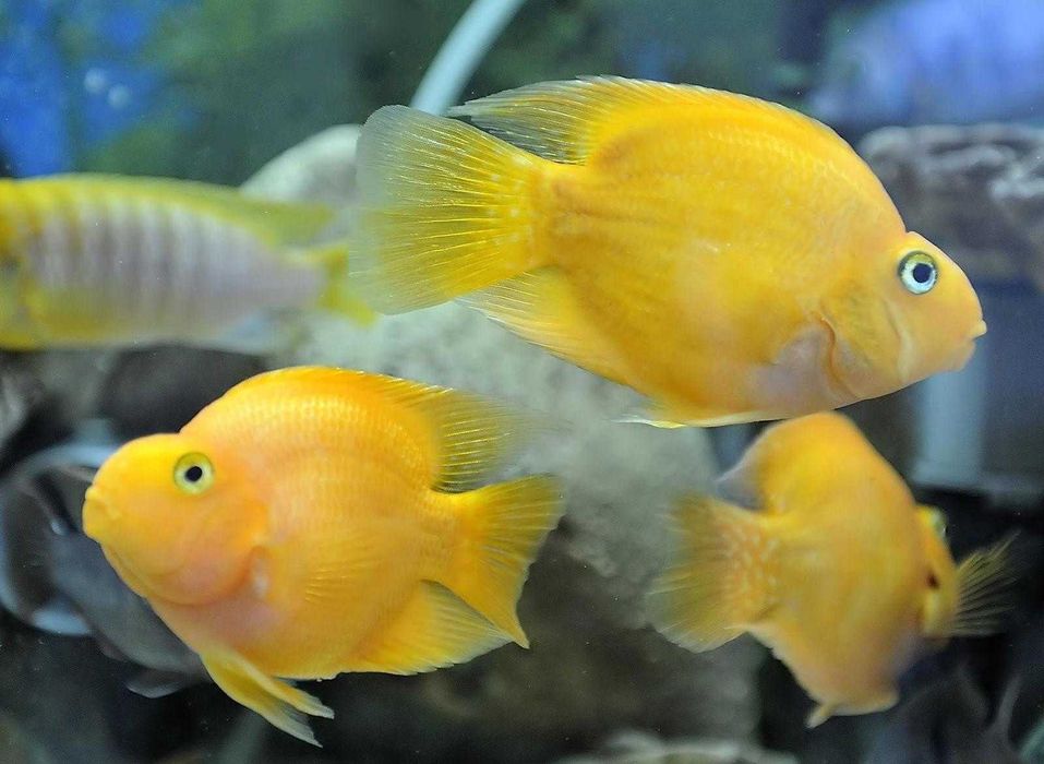 Аквариумные рыбки! Рыба попугай, Попугай Желтый!