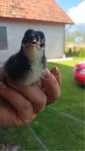 Ouă de incubat Australorp – rasă productivă și rezistentă