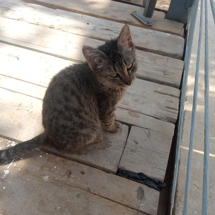 Хадияга берилади