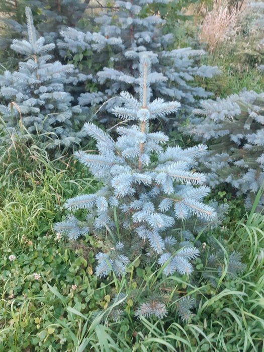 Molid argintiu ,pepiniera molid/brad