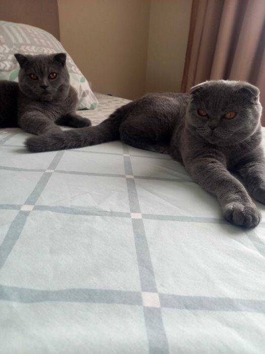 Шотландско клепоухо момиченце