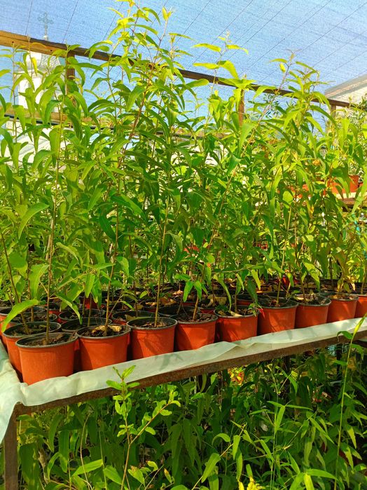 Plante aromatice in ghivece, piper, dafin, eucalipt, bananier, maslin