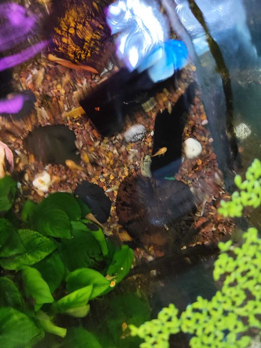 Сомики анциструсы