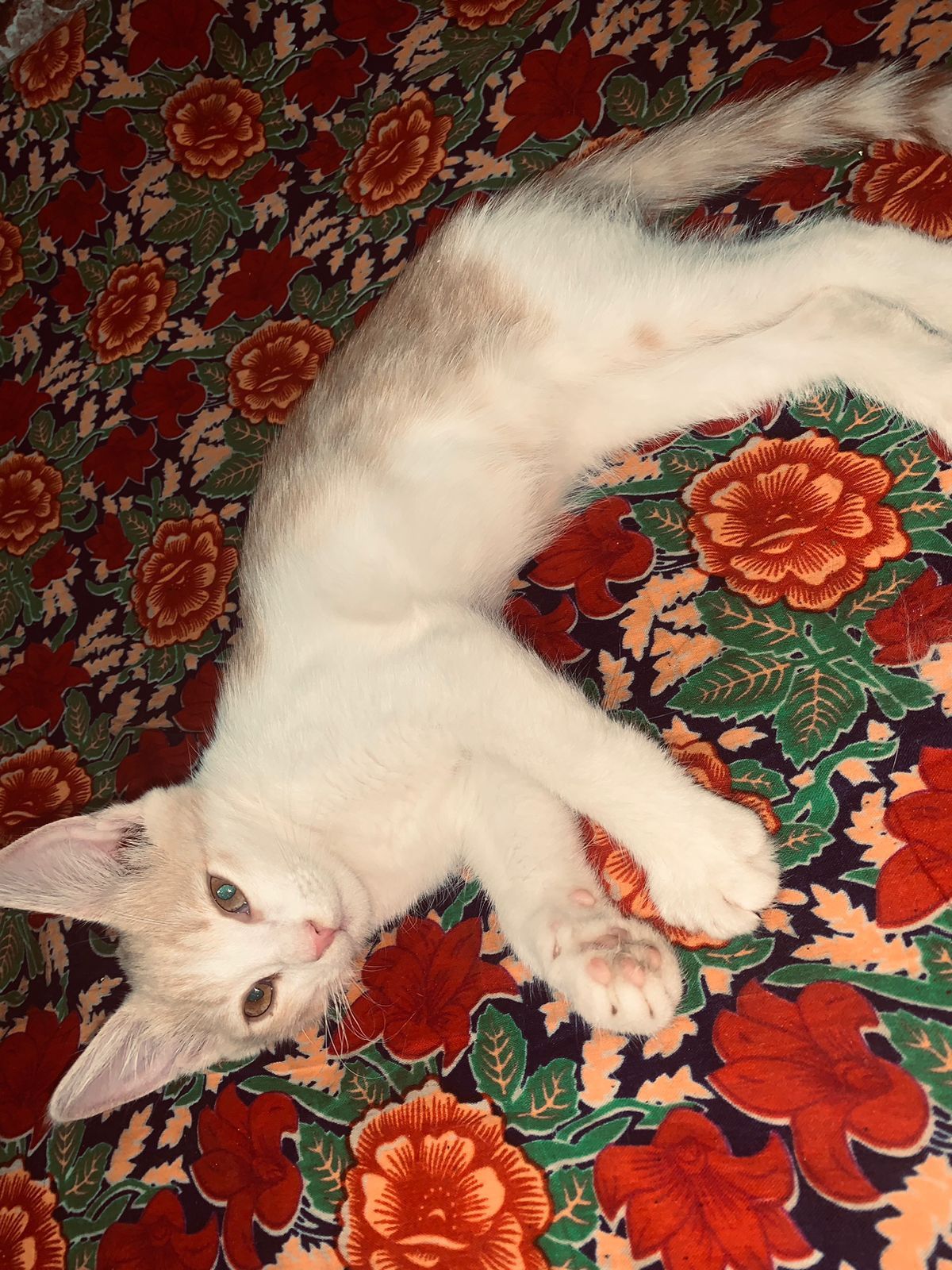 Котята Алмагүл,привок