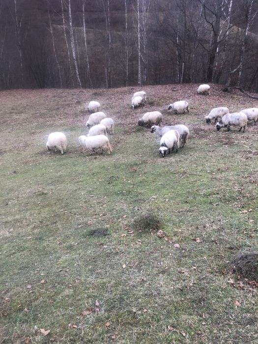 Vând oi breze de petrosani