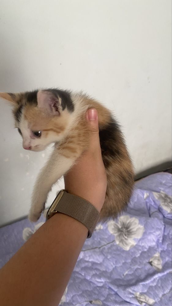 Отдам в добрые руки котят!!