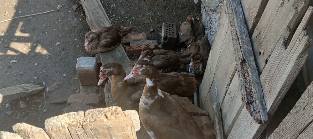 Обмен мускусных уток