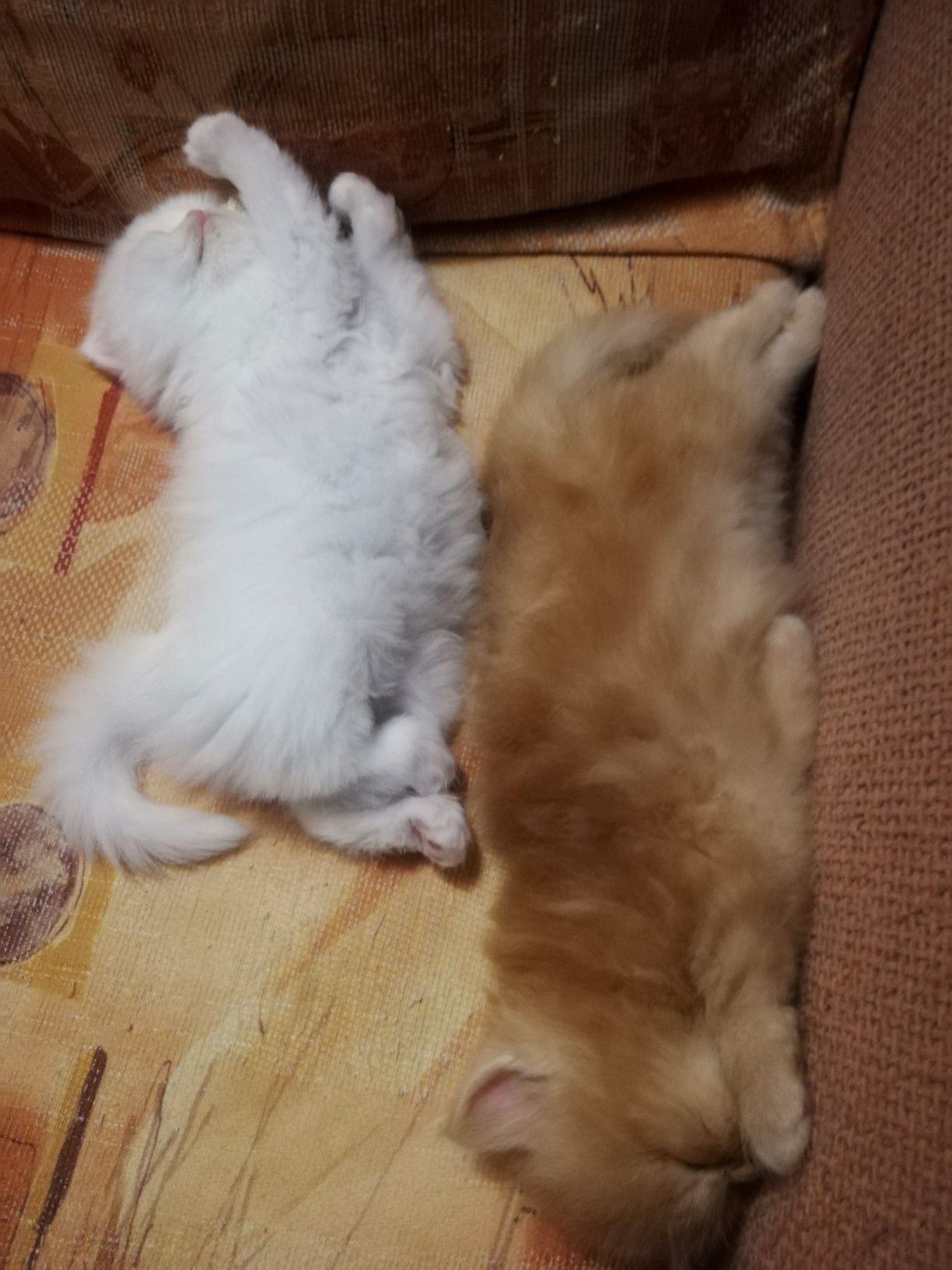 Персийски котенца