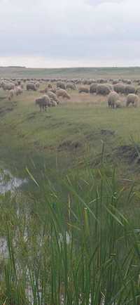 Miei - berbecuți merinos