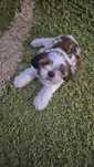 Vand pui shih tzu