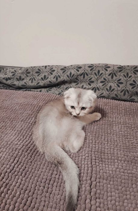 Чистокръвен шотландски клепоух, мъжко