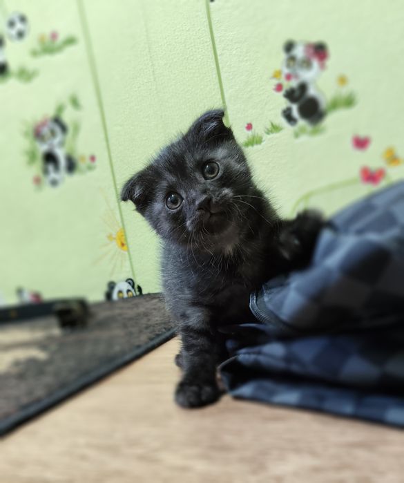 Вислоухая Шотландская кошка