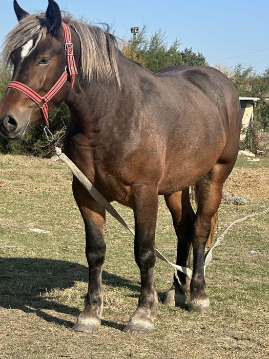 Mânza de 2,5 ani 172 inaltime