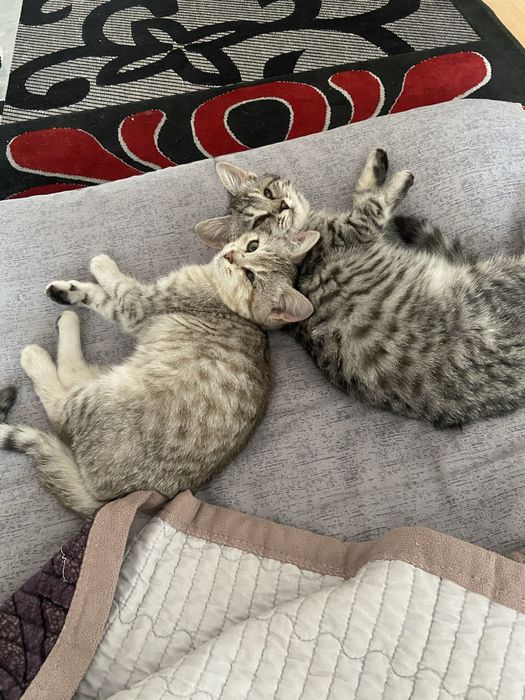 Отдам двух котят в один дом в одну семью вместе!