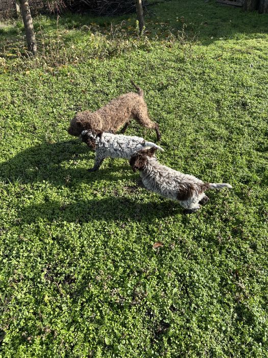 Кученцето е със  1 и 2 ваксина