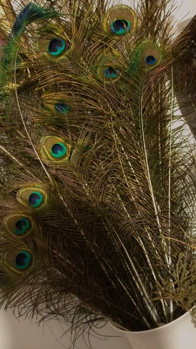 Pene de păun de vanzare