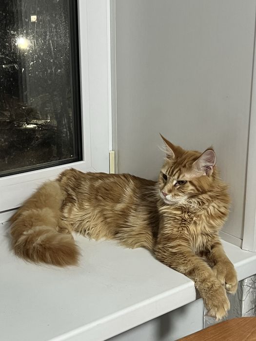 Продам Мейн Куна девочку