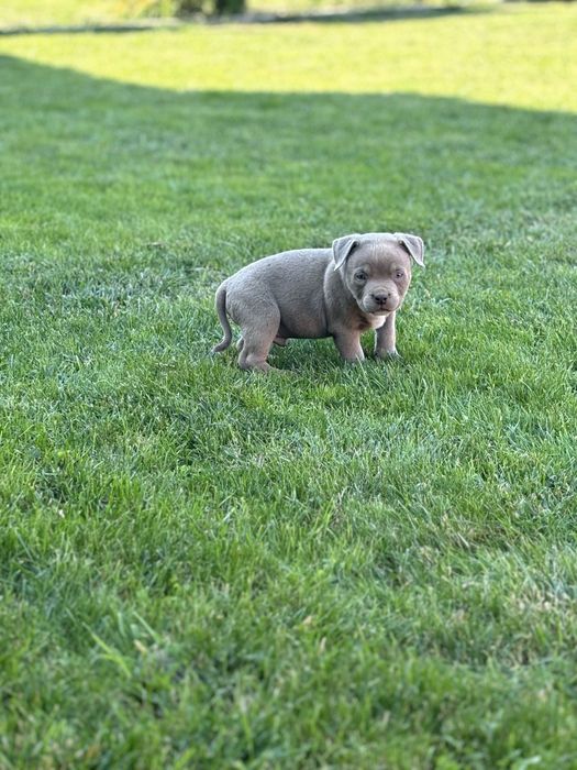 American bully pocket