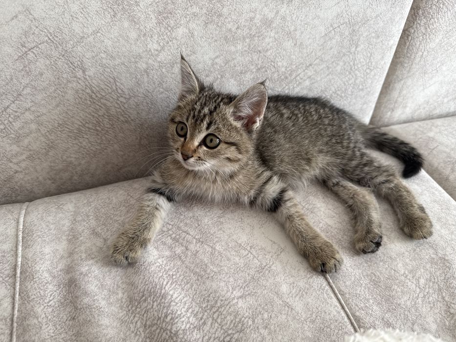 Отдам котенка срочно в добрые руки