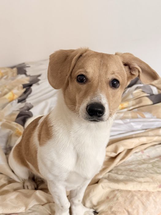 Dau catel spre adoptie urgent