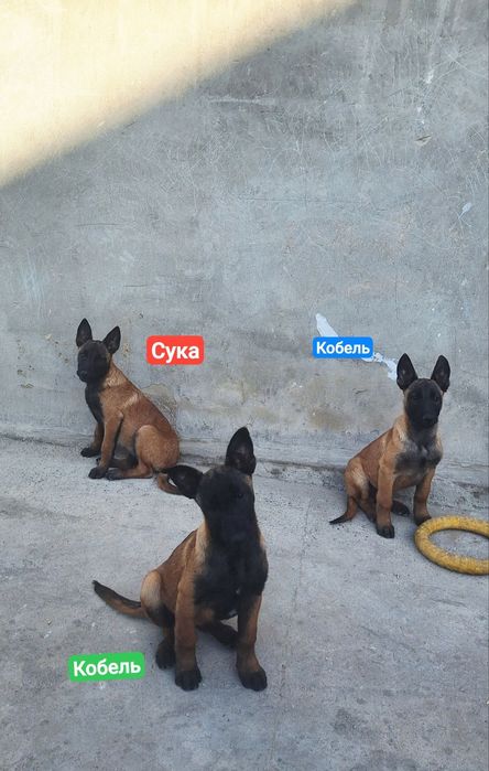 Продаются чистопородные щенки Малинуа