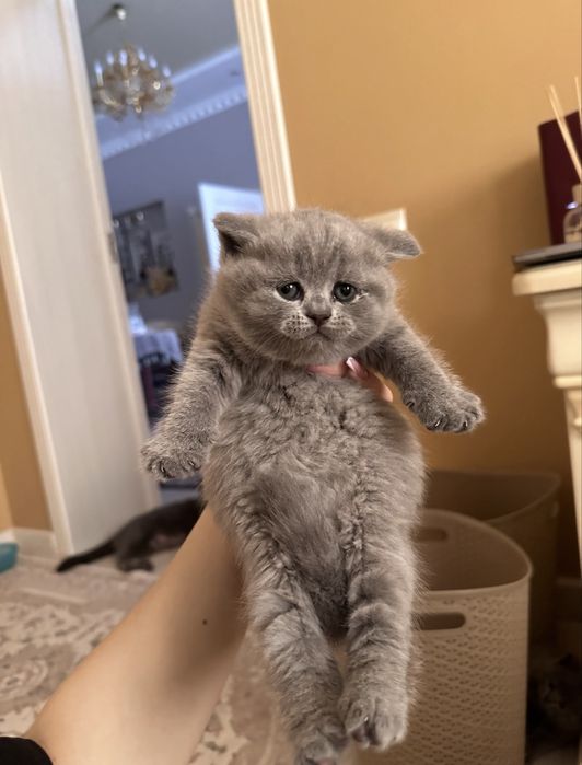 Британские котята