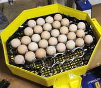 Oua Austrolop pentru incubat