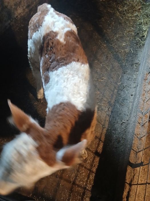 Vând vițea de rasă .