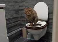 Туалет для приучения кошек к унитазу!район" прихана" ,"боулинга".