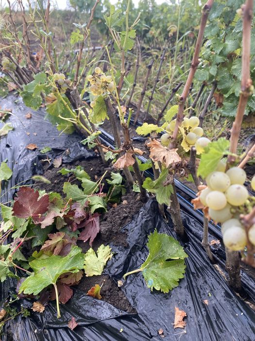 Vand butasi vita de vie