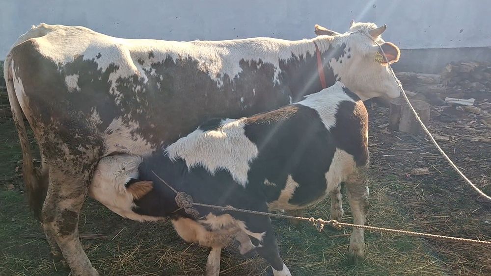 Vand  vaca cu vitel