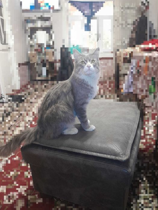 Mehribon qo‘llarga beriladi