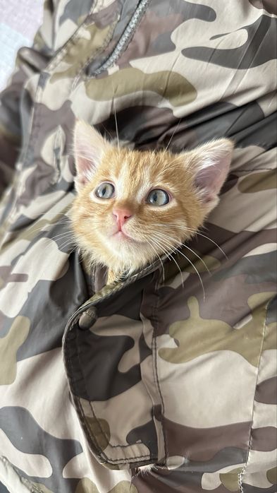 Кот котики очень умные