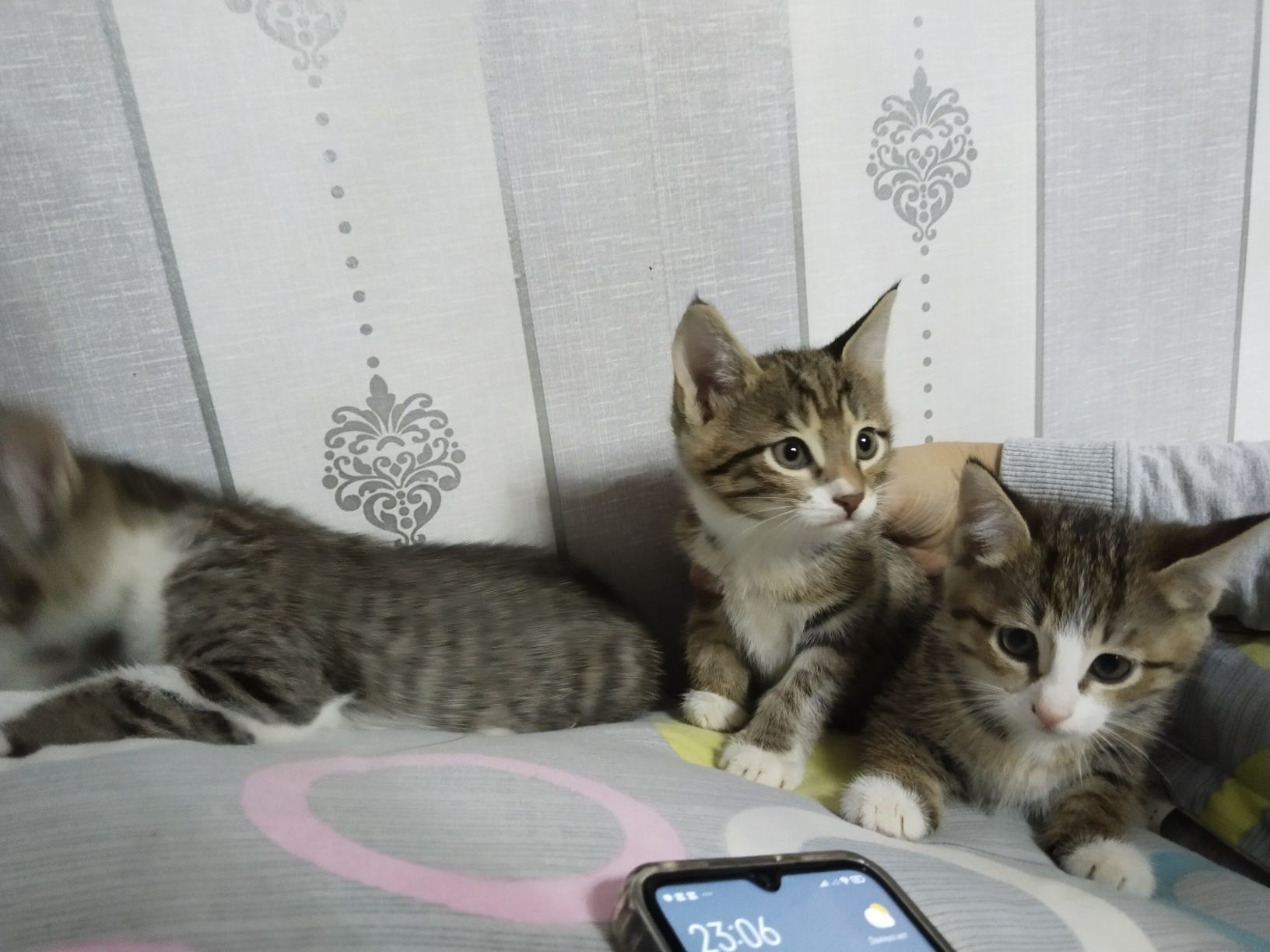 Котята отдам в хорошие руки.