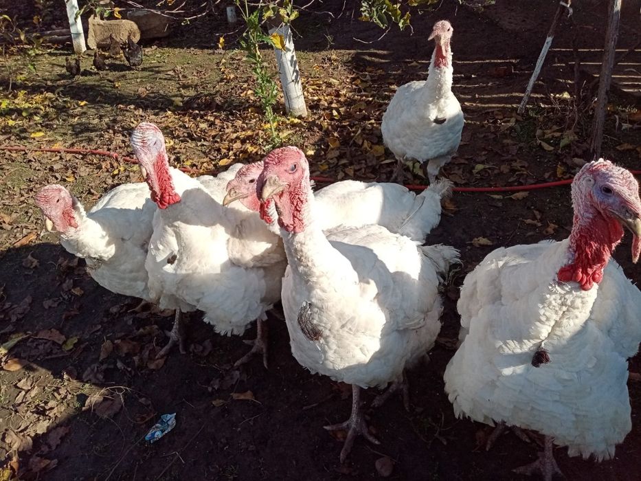 De vânzare ce se vede