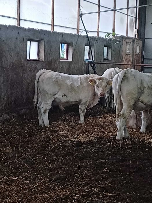 Taurasi Charolaise Reproductie