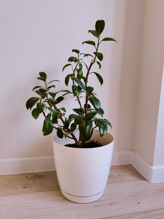 Фикус с горшком,  высота ок 70 см