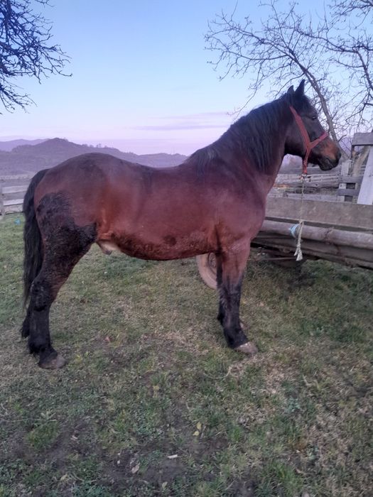 Vând cal bun de lucru