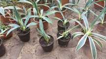 Schimb plante de agava americana