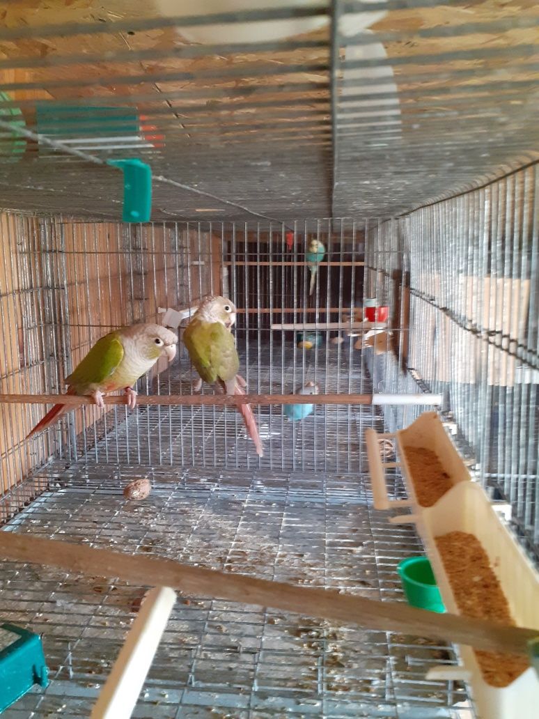 Papagali agapornis  peruși  micul alexandru