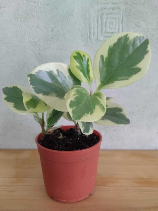 Пеперомия Туполистная Биколор (Peperomia Obtusifolia Bicolor)