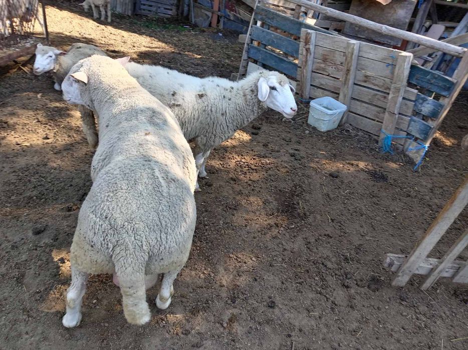 Продавам четири годишен овен