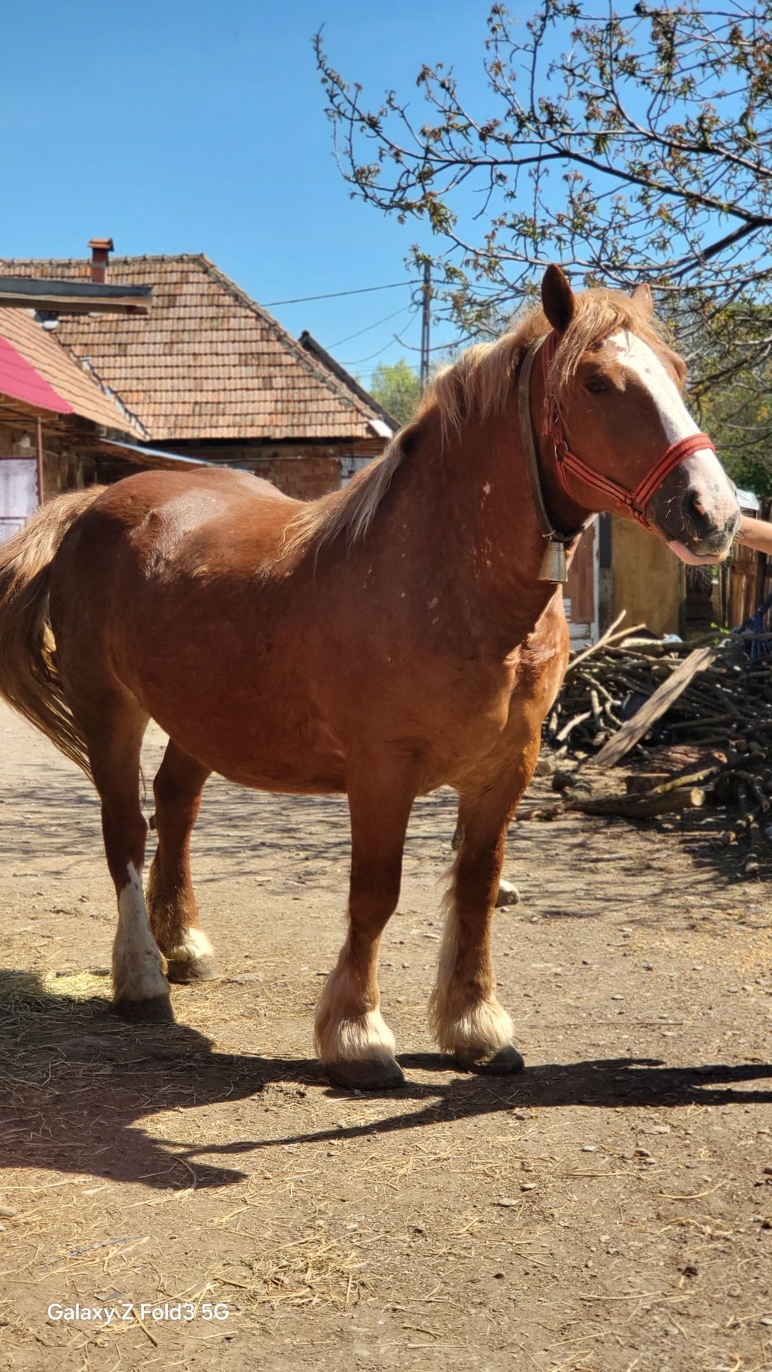 Vând iapa de 6 ani foarte blândă