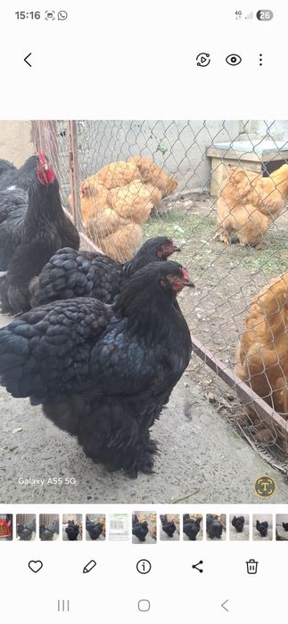 Oua pentru incubat conchinchina urias negru galben si bobat.